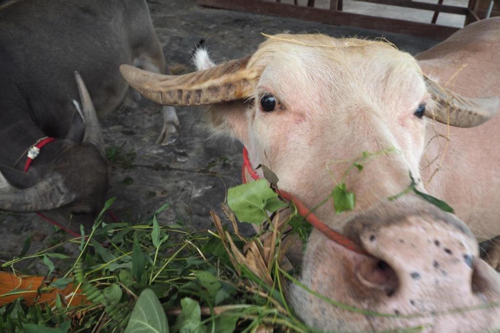The Buffalo Amphawa Szamutszongkhram Kültér fotó