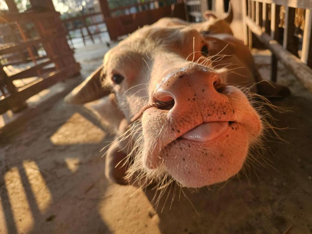 The Buffalo Amphawa Szamutszongkhram Kültér fotó