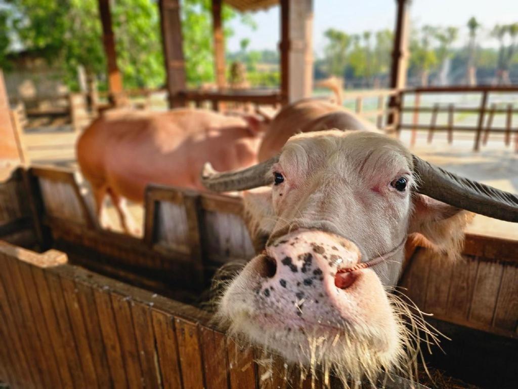 The Buffalo Amphawa Hotel Szamutszongkhram Kültér fotó