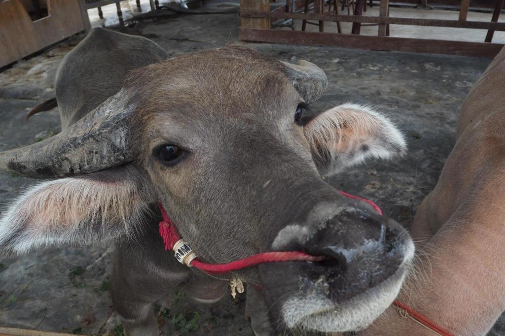 The Buffalo Amphawa Hotel Szamutszongkhram Kültér fotó