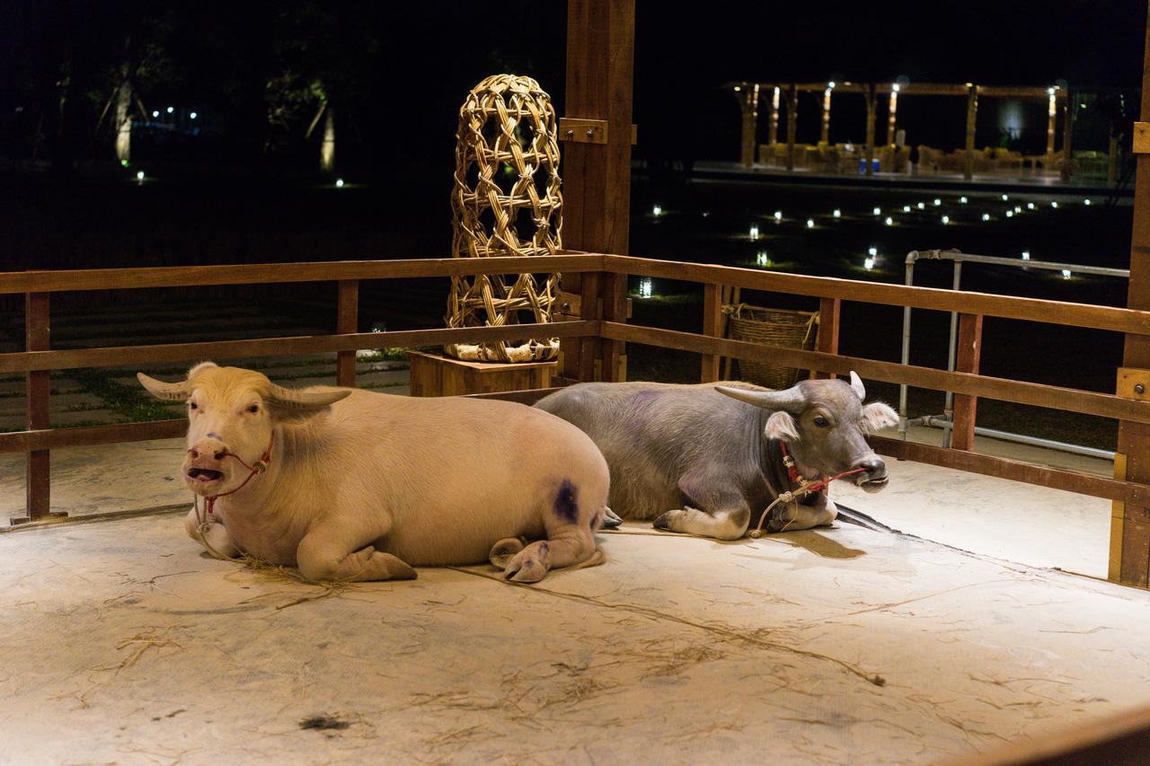 The Buffalo Amphawa Szamutszongkhram Kültér fotó